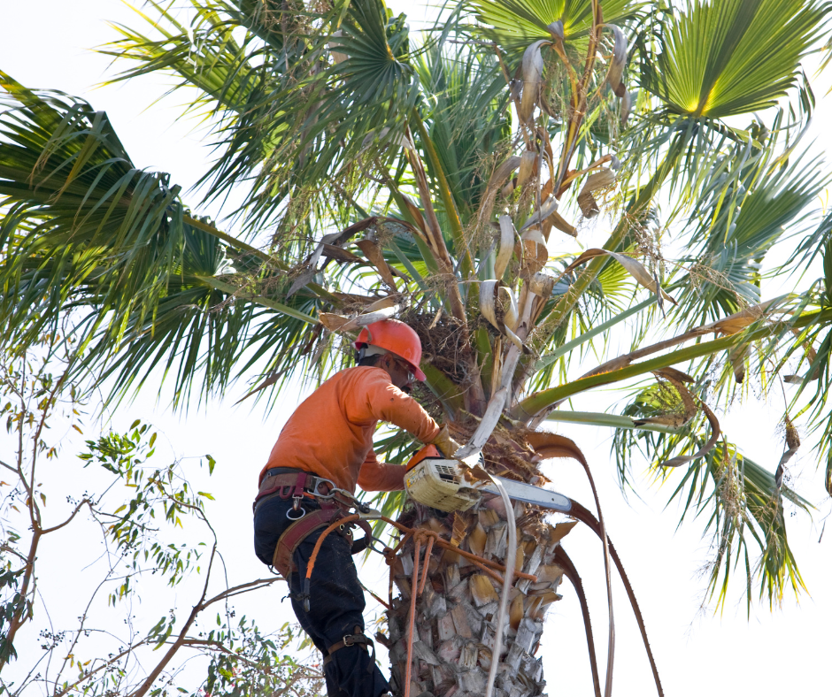 Shane's Tree Service